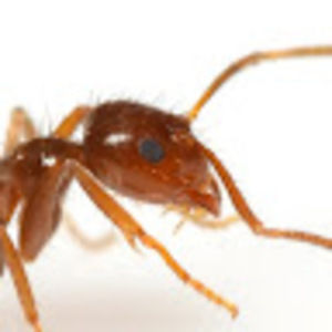 Meet your Posher, Kiwi